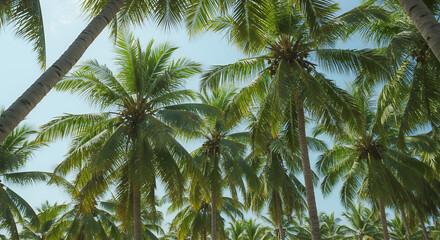 Tropical Palm Paradise: Azure Skies & Lush Canopy - Relax, Explore, Dream!