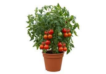Potted Tomato Plant Growing Tomatoes in Containers on Transparent background
