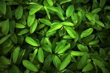 Soursop seedlings (Annona muricata L), green leaves also called graviola, in the nursery