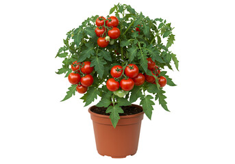 Grow Your Own Tomatoes Potted Cherry Tomato Plant Guide on Transparent background