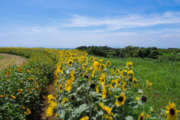 青空とひまわり