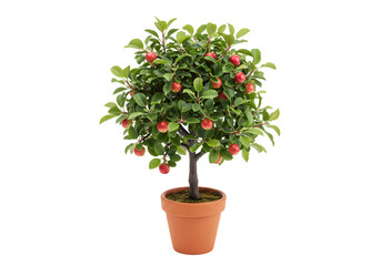 Miniature Apple Tree in Terracotta Pot A Charming Decorative Plant on Transparent background
