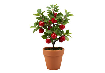 Red Cherry Plant Potted Tree Image on Transparent background