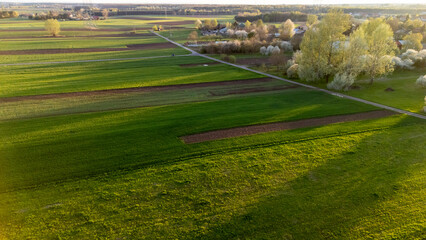 Aerial view of green agricultural fields with patches of tilled soil and trees along the path during early spring. Rural landscape showcases farming practices and vibrant nature.