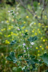 Macrophotographie de fleur sauvage -  Lavatère de Crète - Malva multiflora