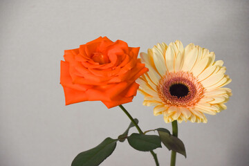 薔薇とガーベラ