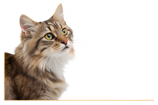 cat pet food pile corner frame border isolated on white or transparent png