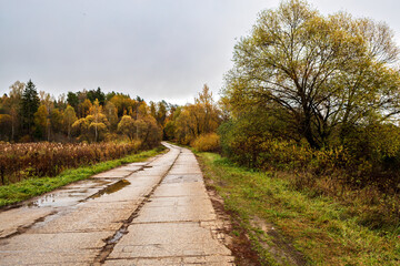 beautiful autumnal rural landscape with a road running through it, surrounded by trees on both sides, and a cloudy sky above