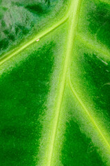 Venation of a leaf of a tropical plant, dissected leaf blade of a plant in a greenhouse of a garden