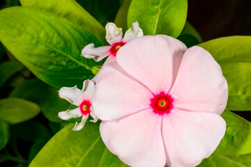 Cape periwinkle Catharanthus roseus, A pink flower with a red center of a tropical plant in a...