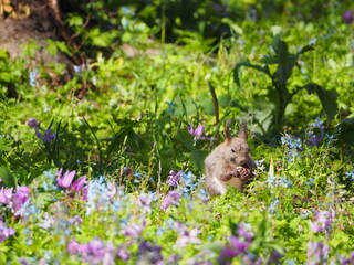 花畑の中にたたずむエゾリス