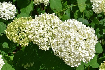 Gros plan d'Hortensia blanc, french hydrangea (hydrangea macrophylla) fleurissant dans un jardin ensoleillé. 