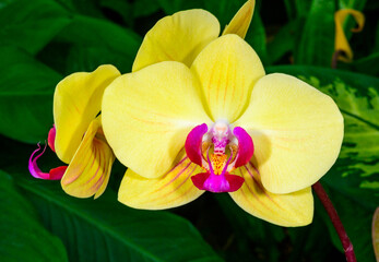 Phalaenopsis Asymmetrical yellow orchid flower with red center in tropical greenhouse.