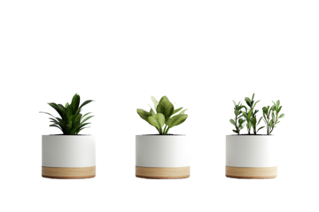 Three potted plants in white pots with light brown bases