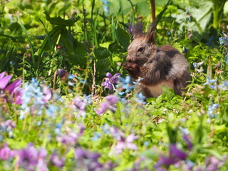 花畑の中にたたずむエゾリス