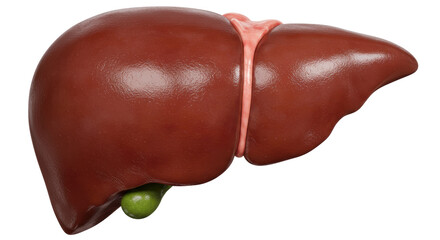 Isolated Human Liver