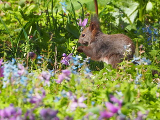 花畑の中にたたずむエゾリス