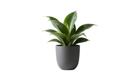 House plant isolated on PNG background.
