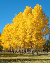 Naklejka premium Golden autumn leaves in park with trees