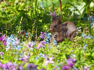 花畑の中にたたずむエゾリス