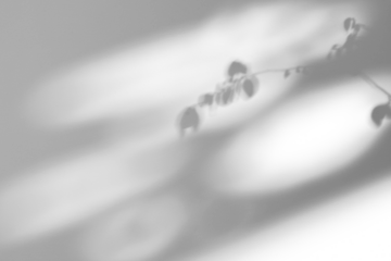 shadow overlay effects of realistic natural tree leaves shadow on white wall background,Summer sunlight and shadow overlay effect,shadow for photo interior backdrop studio mockup