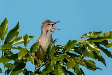 囀るオオヨシキリ