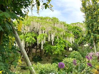あしかがフラワーパークの風景の一コマ