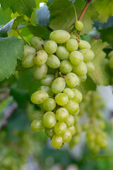 Green grapes hanging on a bus. Bunch of green grapes hanging on grapes bush in a vineyard. Close up view of bunch green grapes hanging in garde	