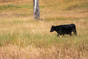 Fototapeta premium Close up of Stud cattle grown holistic farm, cows and calves grazing on grass in a field, in Australia. breeds of cattle include speckle park, murray grey, angus, brangus and wagyu on long pasture