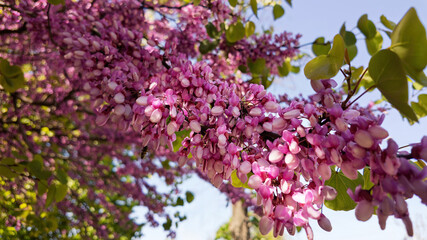 blooming tree Judas tree against a blue sky
