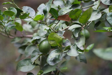 Fresh green limes hanging from a branch, nestled among lush leaves in a rain-kissed garden—symbolizing nature’s abundance and vitality