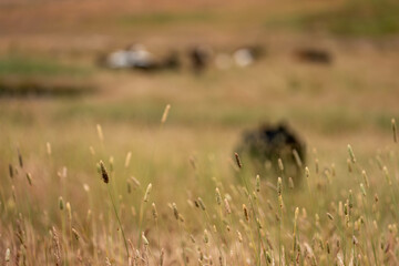 Beef Angus and Wagyu cows grazing in a field in a dry summer. Cow Herd on a farm practicing...