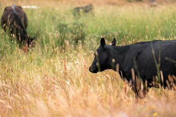 sustainable agricultural management on a farm with cattle storing carbon, Angus, wagyu and murray...