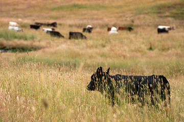 sustainable agricultural management on a farm with cattle storing carbon, Angus, wagyu and murray grey beef bulls and cows, being grass fed on a hill in Australia.