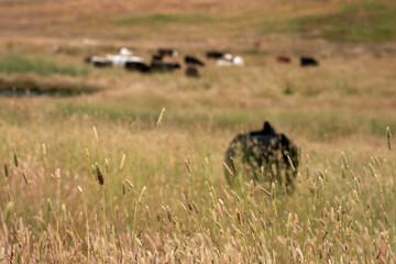cows in a field eating grass on a farm with a beautiful landscape