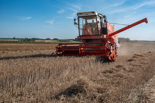 Czerwony kombajn Bizon z rolnikiem w środku podczas pracy na polu