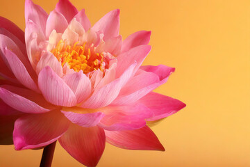 Fototapeta premium pink water lily