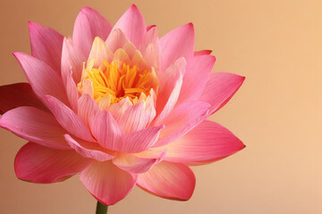 Obraz premium Vesak flower with copy space background.