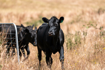 Beef Angus and Wagyu cows grazing in a field in a dry summer. Cow Herd on a farm practicing regenerative agriculture on a farming landscape. Fat Cattle at dusk