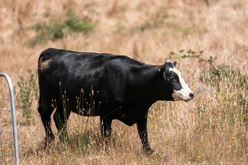 Beef Angus and Wagyu cows grazing in a field in a dry summer. Cow Herd on a farm practicing...