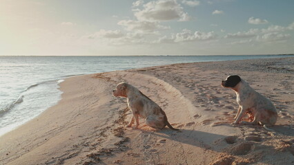 Two dogs are sitting on a sandy beach, enjoying the peaceful atmosphere as they gaze out at the tranquil ocean during a breathtaking sunset