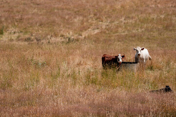 Beef Angus and Wagyu cows grazing in a field in a dry summer. Cow Herd on a farm practicing...