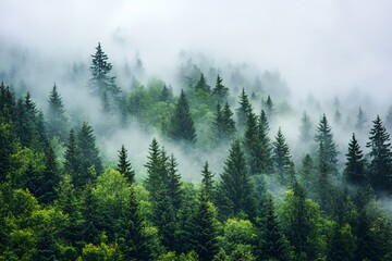 Misty mountain forest scene
