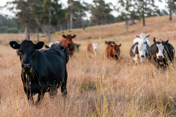 Beef Angus and Wagyu cows grazing in a field in a dry summer. Cow Herd on a farm practicing...