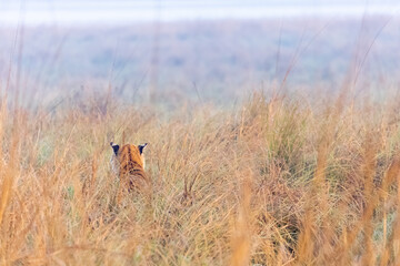 Male tiger  (Panthera tigris) at jungle with natural green background of forest.