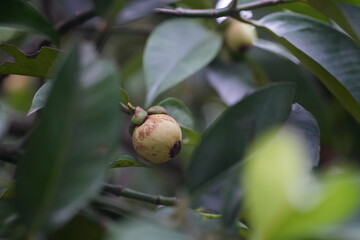 A young mangosteen fruit hanging on the tree, surrounded by dark green leaves capturing the early stages of tropical fruit development