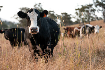 Beef Angus and Wagyu cows grazing in a field in a dry summer. Cow Herd on a farm practicing...