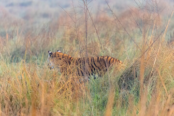 Male tiger  (Panthera tigris) at jungle with natural green background of forest.