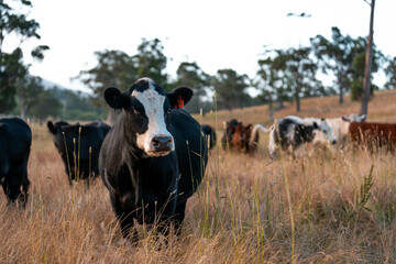 sustainable agricultural management on a farm with cattle storing carbon, Angus, wagyu and murray...