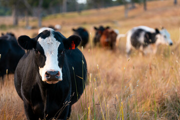 sustainable agricultural management on a farm with cattle storing carbon, Angus, wagyu and murray...